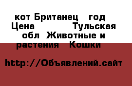 кот Британец 1 год › Цена ­ 1 000 - Тульская обл. Животные и растения » Кошки   